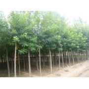内蒙古巴彦淖尔市苗木种植合作社