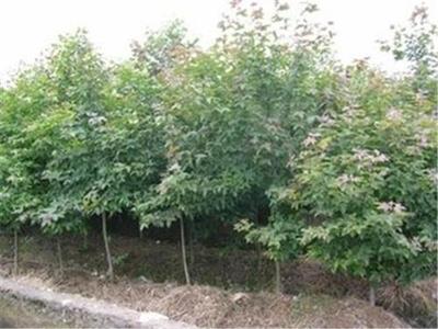 泰安嘉祺苗木种植销售官方-绿化苗
